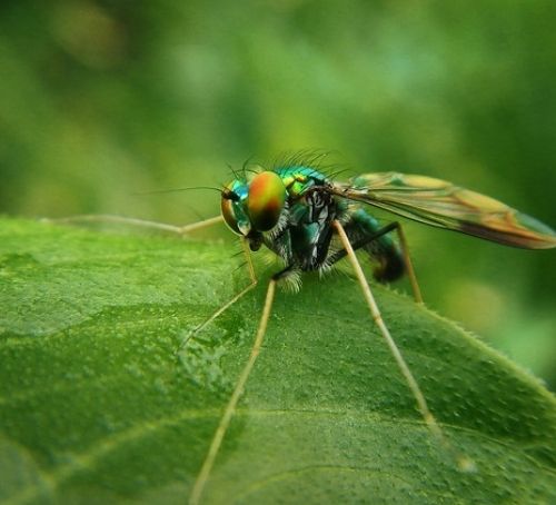 The Secret Behind Mosquito Bites