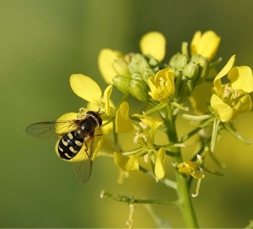 uses of mustard oil