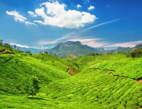 Munnar Honeymoon Package