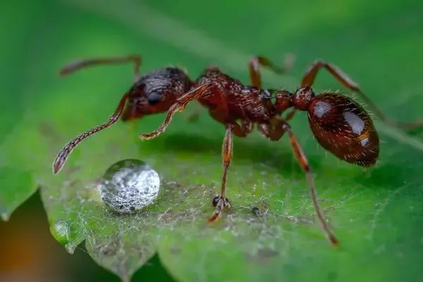Ants - Insects name in Hindi and English with pictures