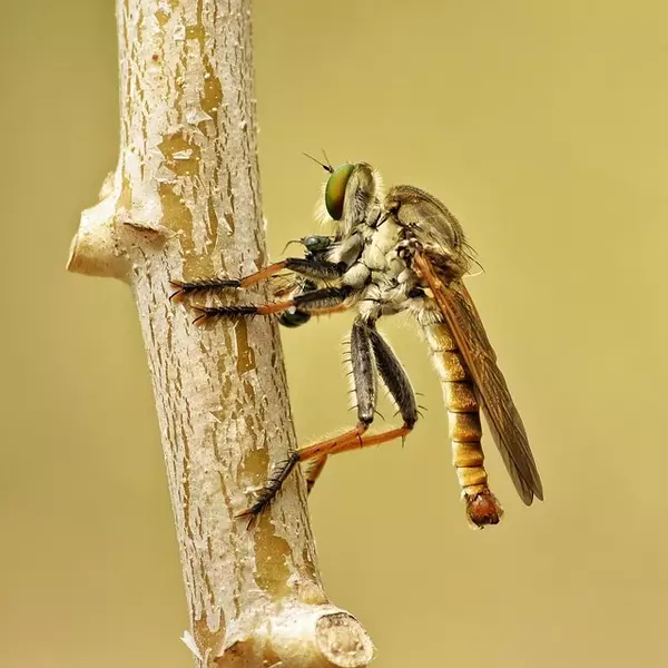 Assassin fly - Insects name in Hindi and English with pictures
