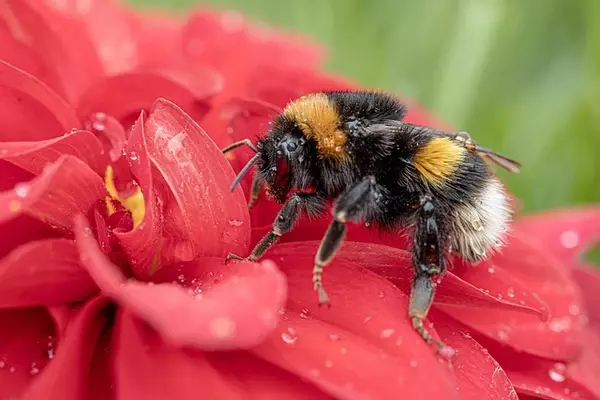 Bumblebee - Insects name in Hindi and English with pictures