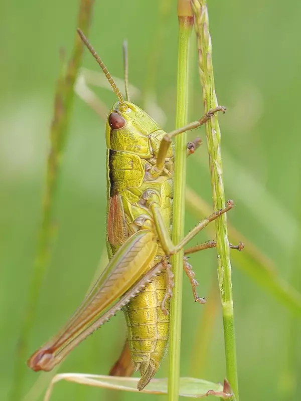 Insects name in Hindi and English with pictures