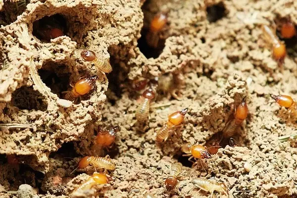 termites - Insects name in Hindi and English with pictures