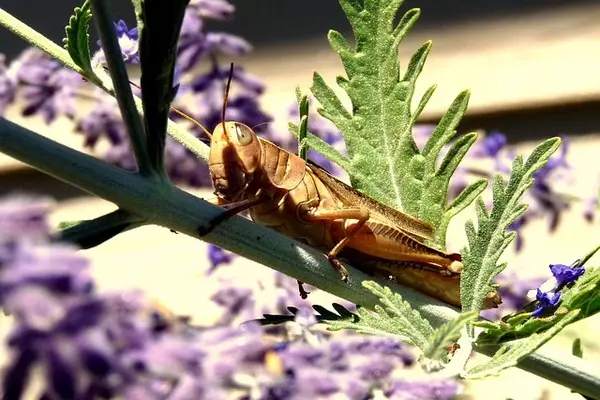 cricket - Insects name in Hindi and English with pictures