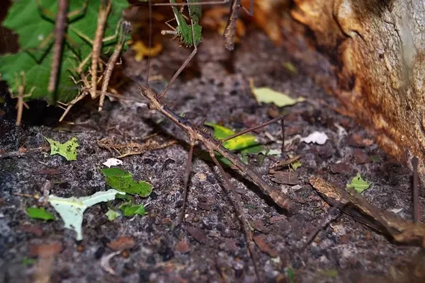 stick-insect - Insects name in Hindi and English with pictures