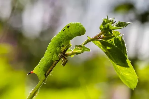 Green Caterpillars - Insects name in Hindi and English with pictures