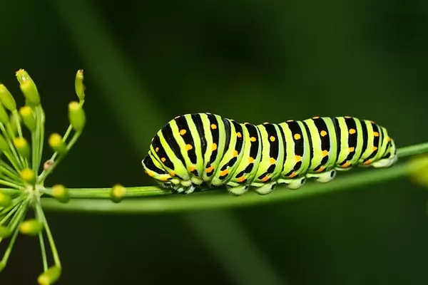 caterpillar - Insects name in Hindi and English with pictures