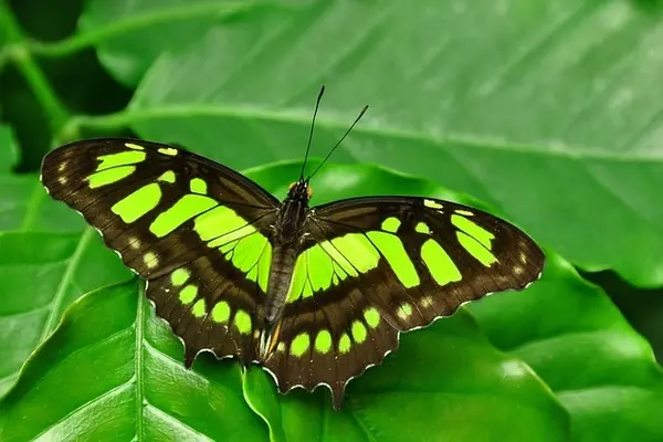 Green Butterflies - Insects name in Hindi and English with pictures