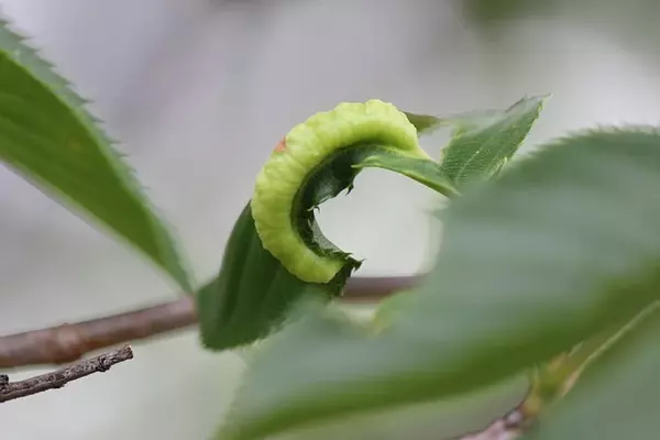 Hornworm - Insects name in Hindi and English with pictures