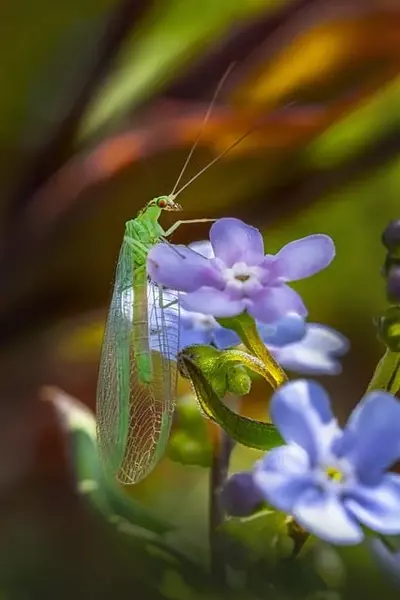 Green Lacewing - Insects name in Hindi and English with pictures