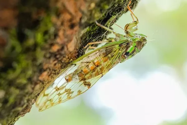 cicada - Insects name in Hindi and English with pictures