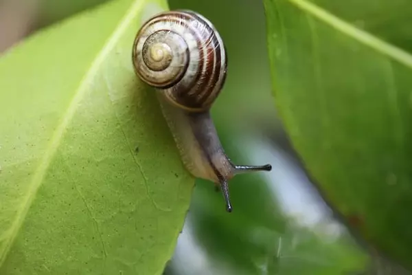 Snail - Insects name in Hindi and English with pictures