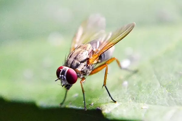 Fruit Flies - Insects name in Hindi and English with pictures