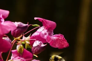 Flower Names In Hindi And English