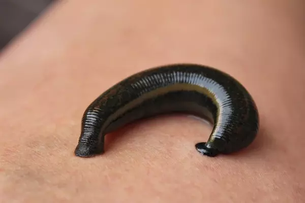 Leeches - Insects name in Hindi and English with pictures