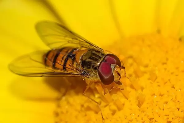 Flower fly - Insects name in Hindi and English with pictures