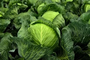 100+ List of Vegetable Names in Hindi to English