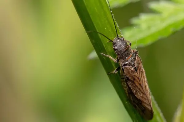Stonefly - Insects name in Hindi and English with pictures