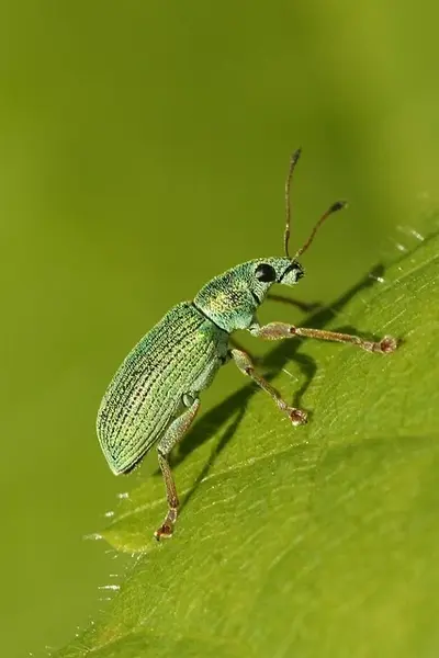 Green Beetle - Insects name in Hindi and English with pictures