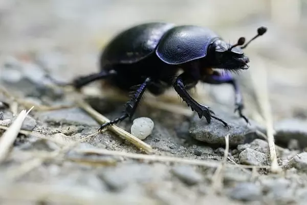 dung-beetle - Insects name in Hindi and English with pictures