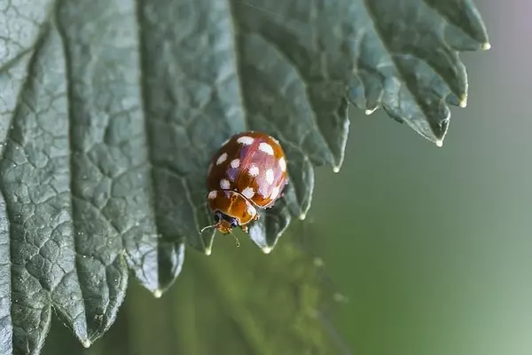 leaf beetle - Insects name in Hindi and English with pictures