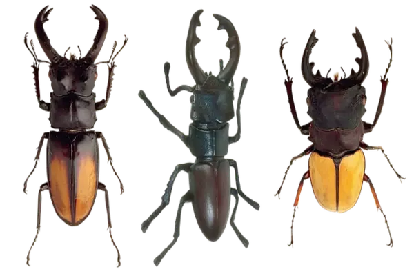  beetle - Insects name in Hindi and English with pictures