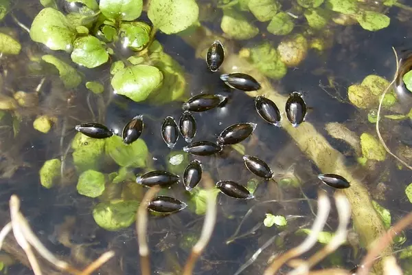 Water beetle - Insects name in Hindi and English with pictures