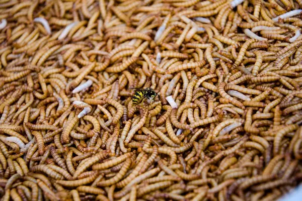 worms - Insects name in Hindi and English with pictures