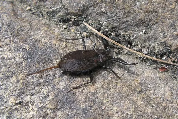 Water scorpion - Insects name in Hindi and English with pictures
