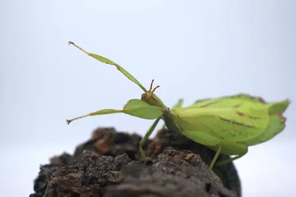 Leaf Insect - Insects name in Hindi and English with pictures