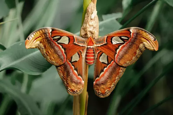 moth - Insects name in Hindi and English with pictures