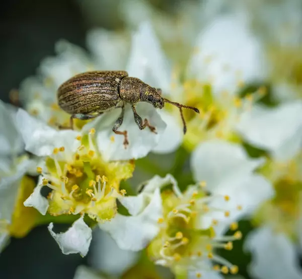  Bean Weevil - Insects name in Hindi and English with pictures