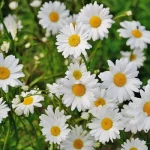 Flower Names In Hindi And English