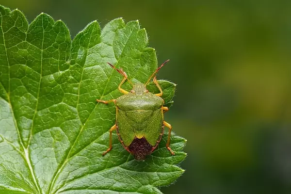 Green Stink Bug - Insects name in Hindi and English with pictures