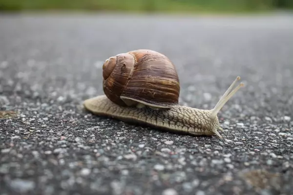 slug -Insects name in Hindi and English with pictures