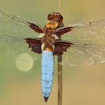 Insects name in Hindi and English with pictures