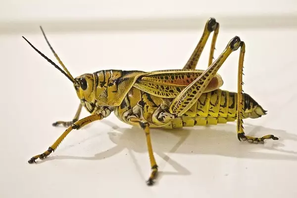 Locust - Insects name in Hindi and English with pictures