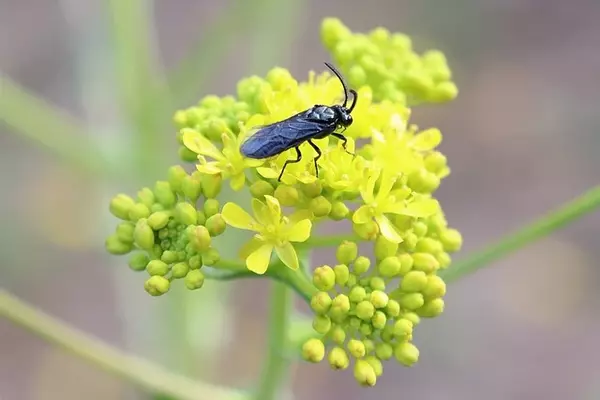 Digger wasp - Insects name in Hindi and English with pictures