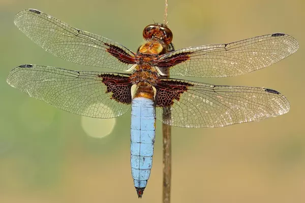 dragonfly - Insects name in Hindi and English with pictures