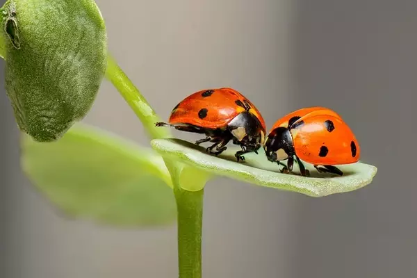 ladybugs -Insects name in Hindi and English with pictures 