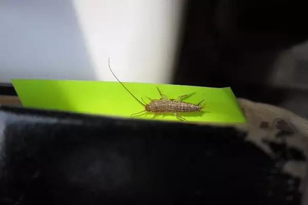 Silverfish - Insects name in Hindi and English with pictures