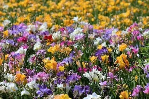 Flower Names In Hindi And English