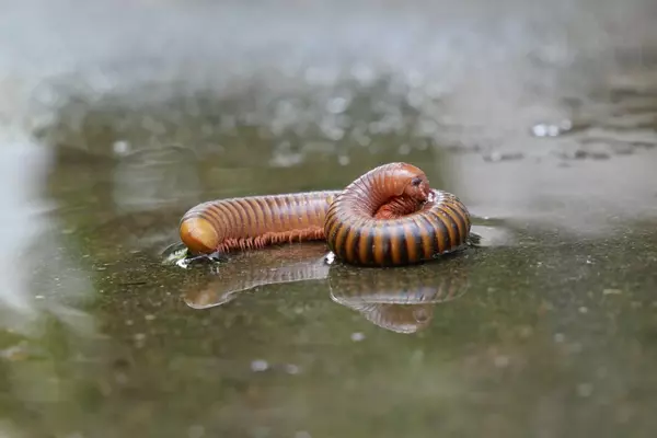 earthworm - Insects name in Hindi and English with pictures