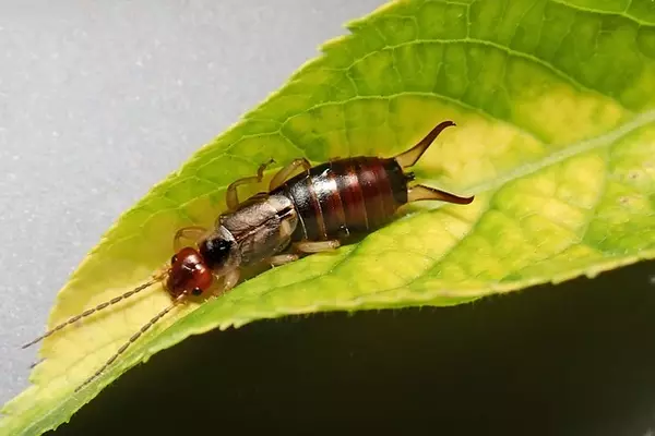 earwig -Insects name in Hindi and English with pictures