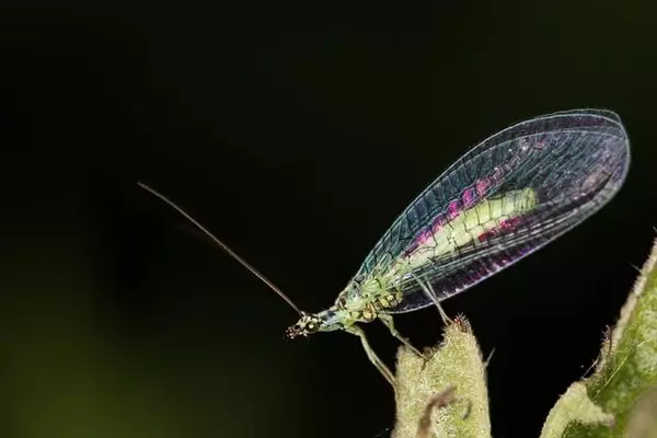 lacewing - Insects name in Hindi and English with pictures