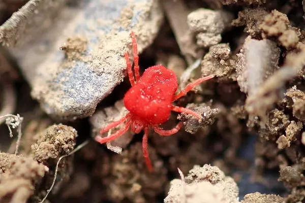 Red Velvet Mite - Insects name in Hindi and English with pictures