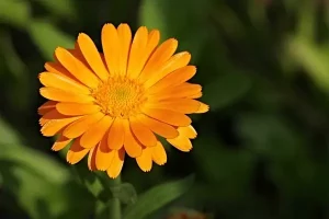 Flower Names In Hindi And English