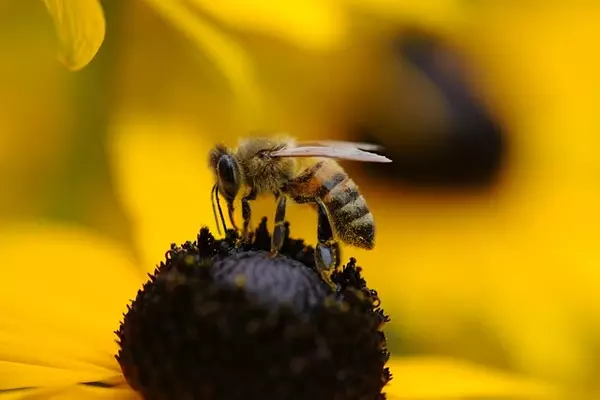 wasps - Insects name in Hindi and English with pictures