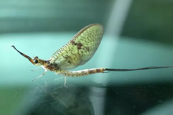  Mayfly - Insects name in Hindi and English with pictures